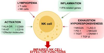 Natural Killer Cells in SARS-CoV-2 Infection: Pathophysiology and Therapeutic Implications